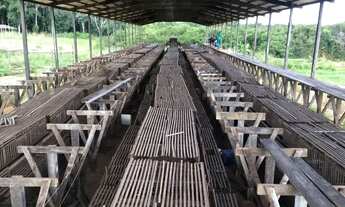 Imagem 2: Fazenda 2.500 X 2.600 na AM 010 km 164 9.000.000