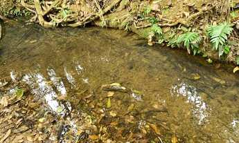 Imagem 6: Fazenda 47ha, 2 casas sede/caseiro plantação de mogno, mangaPalmer,nascente e córrego