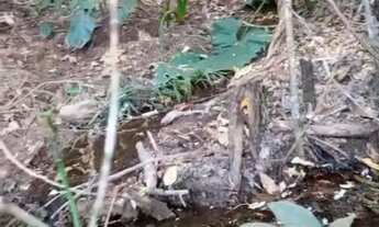 Imagem 4: Chacara para venda 3,5 alqueires em Zona Rural - Itaberaí - GO