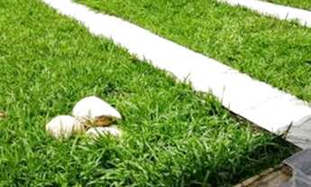 Imagem 5: Alugo ou vendo casa de praia ,localizada em Praia Seca,região dos Lagos