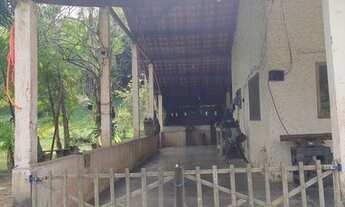 Imagem 3: Sítio pronto para engorda de peixes e com produção de Palmitos Pupunha (Willian Ricardo