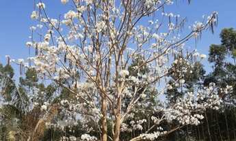 Imagem 3: LINDA CHÁCARA EM GOIANAZES CAPETINGA-MG