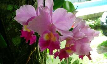 Imagem 3: Casa excelente ac. 800m², no litoral, com piscina