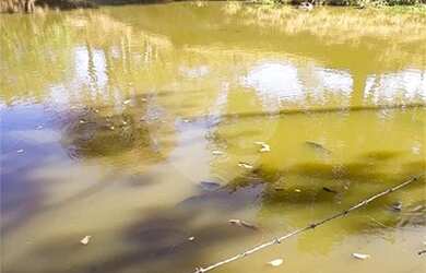 Imagem 7: São João da Boa Vista - Sítio - Área Rural de São João da Boa Vista