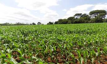 Imagem 7: Fazenda com 100 alqueires em Itatinga - SP (Nogueira Imóveis Rurais
