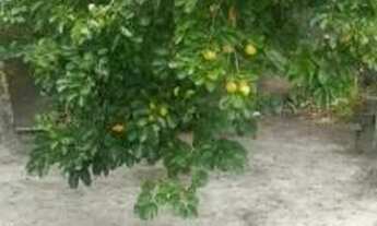 Imagem 2: Casa para venda possui 253 metros quadrados com 2 quartos em Agenor de Campos - Mongaguá