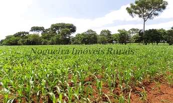 Imagem 3: Fazenda com 100 alqueires em Itatinga - SP (Nogueira Imóveis Rurais