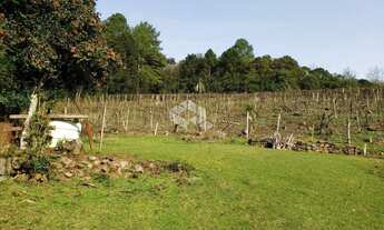 Imagem: Vendo chácara com 2 casa e muitas árvores