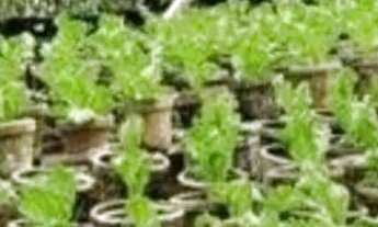 Imagem 3: Fazenda Agrícola, pista da Rodovia BR174, entre Km 60 e 63 com 3.900mts de fachada. 50.000