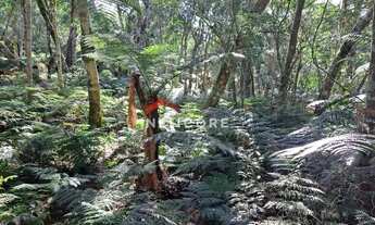 Imagem 4: Lote em Rua 21 Alpes - Alpes - São Francisco de Paula/RS