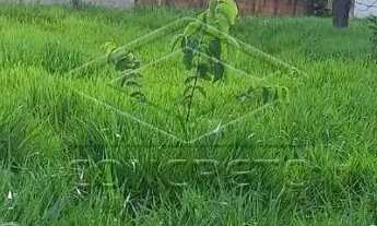 Imagem 3: LINDO LOTE NO JARDIM SOLANGE