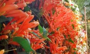 Imagem 7: Chácaras à venda em Charqueada/SP - Compre o seu chácaras aqui!