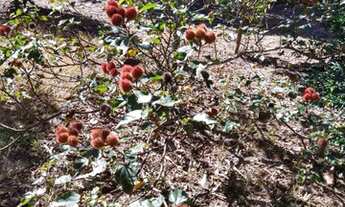 Imagem 3: Chácara em associação de moradores!