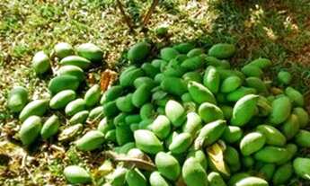 Imagem 4: Chácaras à venda em Charqueada/SP - Compre o seu chácaras aqui!