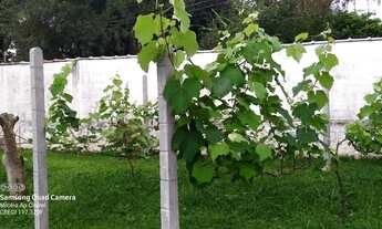 Imagem 5: Chácara em Ipelândia