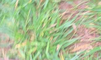 Imagem 6: Lote/Terreno para venda com 380000 metros quadrados em Zona Rural - Morungaba - SP