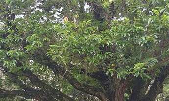 Imagem 7: Fazenda/Sítio/Chácara para venda com 87000 metros quadrados com 4 quartos