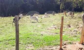 Imagem 5: São João da Boa Vista - Sítio - Área Rural de São João da Boa Vista