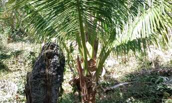 Imagem 3: Vendo Chácara com venda por R$40.000