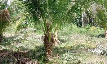 Imagem 5: Vendo Chácara com venda por R$40.000