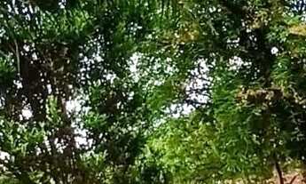 Imagem 7: Chácara com casa confortável e pomar com frutas variadas