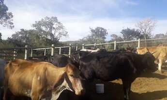 Imagem 3: FAZENDA EM CAMPO ALEGRE DE GOIÁS