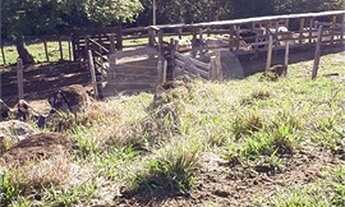 Imagem 6: São João da Boa Vista - Sítio - Área Rural de São João da Boa Vista