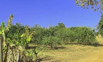 Imagem 4: Sítio em Pirangi/SP 8,3 Alqueires