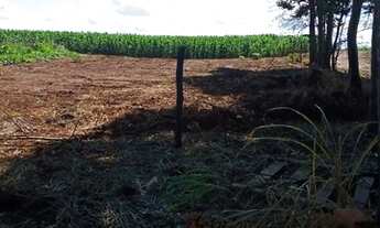 Imagem 4: Sitio em cajuru 2 alqueires 650.000.00