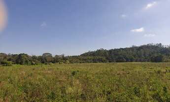 Imagem 2: Área para plantio, com 78000 metros quadrados em Ipelândia - Suzano - SP