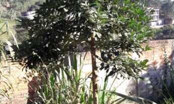 Imagem 3: Terreno Jardim Macedo