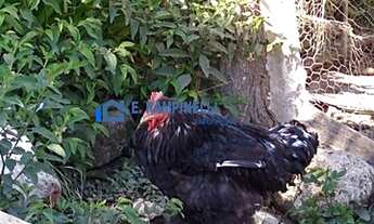 Imagem 7: MARAVILHOSO SITIO EM TAPIRAÍ ACEITA PERMUTA POR IMOVEL OU CARRO ATÉ 30