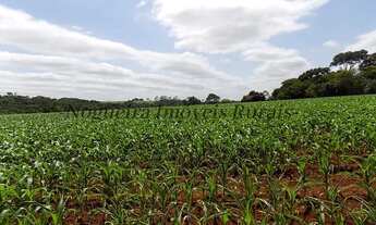 Imagem 6: Fazenda com 100 alqueires em Itatinga - SP (Nogueira Imóveis Rurais
