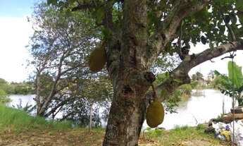 Imagem 2: Vendo sitio Chácara com venda por R$130.000