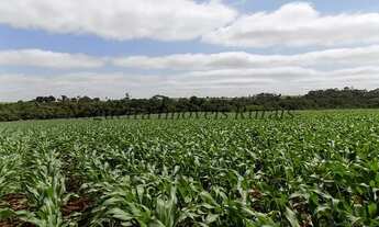 Imagem 5: Fazenda com 100 alqueires em Itatinga - SP (Nogueira Imóveis Rurais