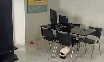 Imagem 3: SÃO PAULO - APARTAMENTO PADRÃO - CASA VERDE