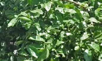 Imagem 7: ALUGO com possibilidade de Sublocação