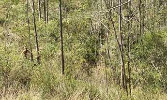 Imagem 4: Oportunidade terreno 2.300 metros para chácara