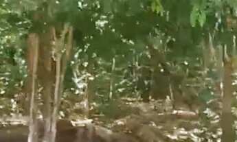 Imagem 6: CHÁCARA 6000 MT QUADRADO VENDO OU TROCO POR HILUX