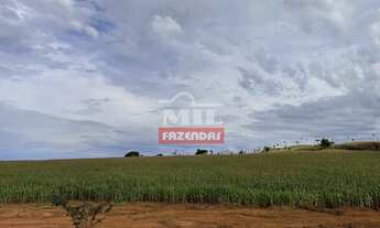 Imagem 7: Fazenda em Avelinopólis-GO (32 alqueires