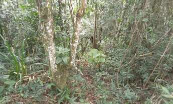 Imagem 3: 3 alqueires paulistas 111 mil reais