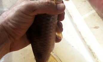 Imagem 4: Sítio em Valença BA