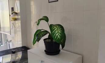 Imagem 3: Apartamento para venda possui 48 metros quadrados com 2 quartos