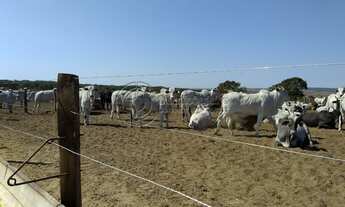 Imagem 2: Fazenda à venda no bairro Área Rural de Mineiros - Mineiros/GO