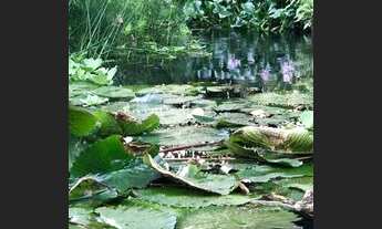 Imagem 3: LINDA CASA 5 SUÍTES VARGEM GRANDE VERDADEIRO PARAÍSO 1250 m TERRENO 456 de área construíd