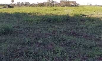 Imagem 7: Fazenda 44 alqueires em Sta Rita do Oeste- com cana e pasto