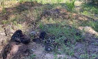 Imagem 6: Chácara por apenas R$300.000,00