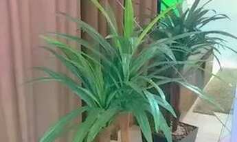 Imagem 7: CONTAGEM - Padrão - Jardim Riacho Das Pedras