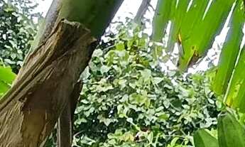 Imagem: Vendo sítio