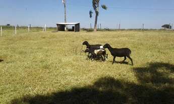 Imagem 7: Fazenda à Venda 472 Hectares Unaí - MG